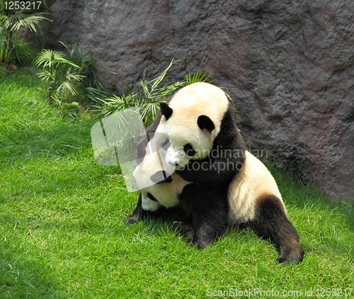 Image of two panda playing