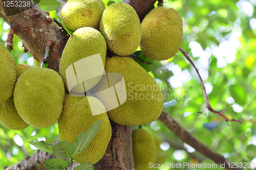 Image of Jackfruit on tree