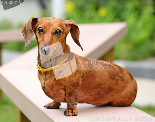 Image of Dachshund