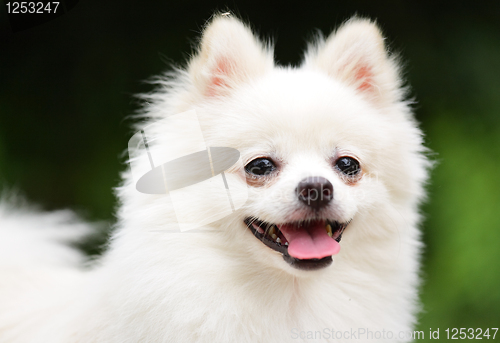 Image of happy pomeranian