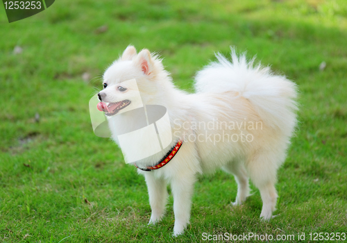 Image of adorable white pomeranian