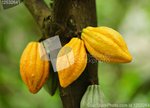 Image of Cocoa pods