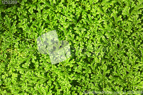 Image of Green leaves background