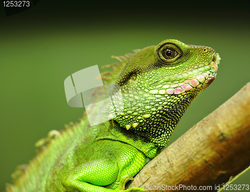 Image of green iguana on tree branch