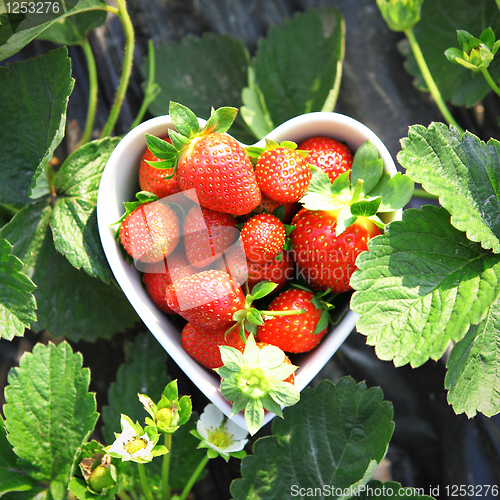 Image of strawberry in heart shape bowl