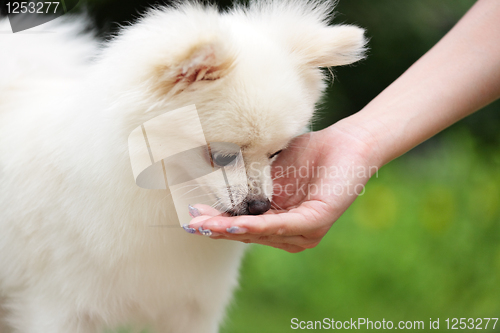 Image of feeding dog