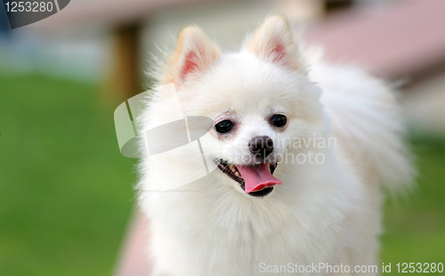 Image of adorable white pomeranian