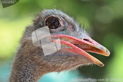 Image of ostrich portrait close up