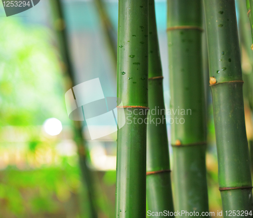Image of bamboo
