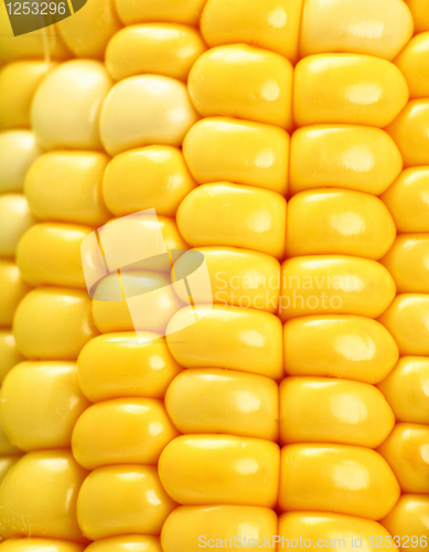 Image of corn