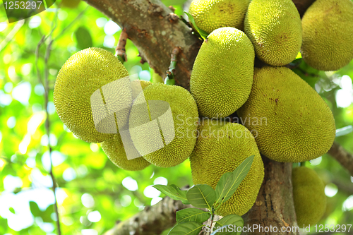 Image of Jackfruit