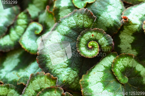 Image of Green leaves background