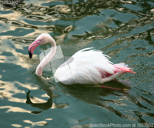 Image of Pink flamingo