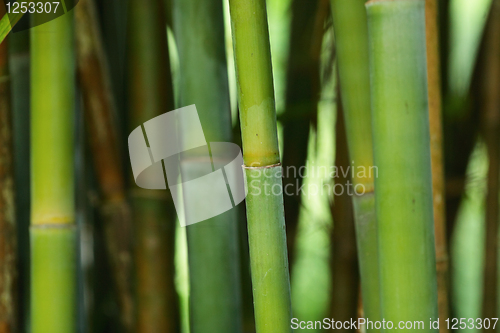 Image of bamboo