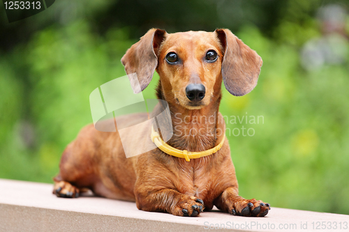 Image of dachshund