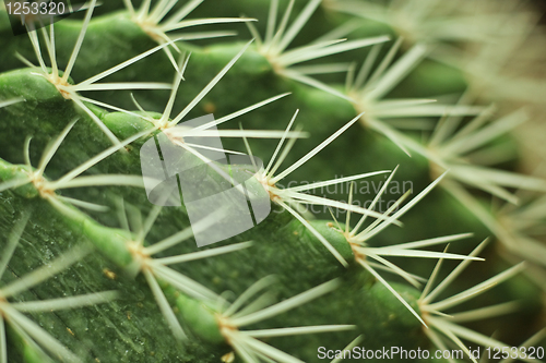 Image of Cactuses