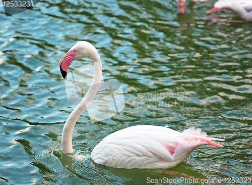 Image of Pink flamingo
