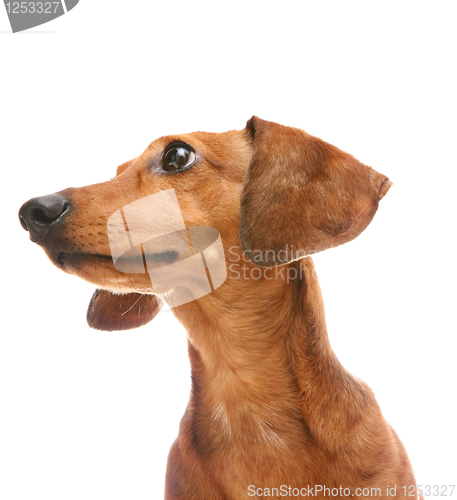 Image of dachshund looking to a side