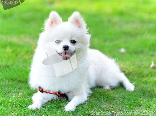 Image of adorable white pomeranian