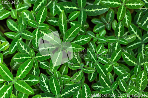 Image of Green leaves background