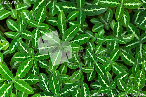 Image of Green leaves background