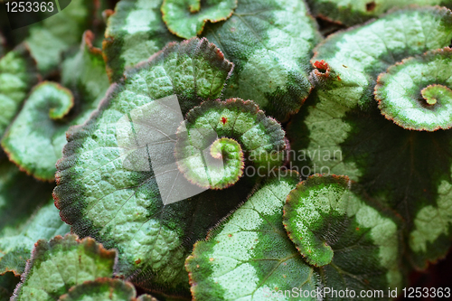 Image of Green leaves