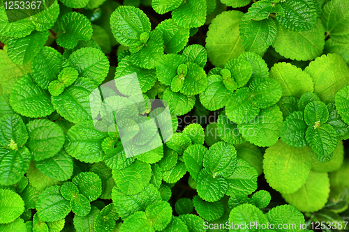 Image of Green leaf background