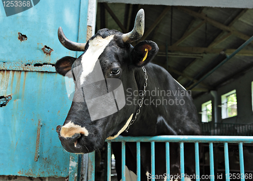Image of cow at farm