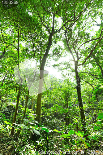 Image of Fresh green forest with sunbeams