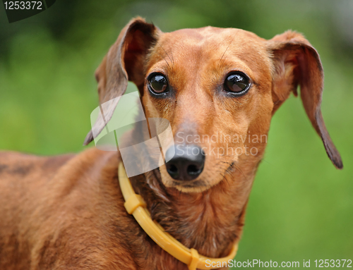 Image of dachshund