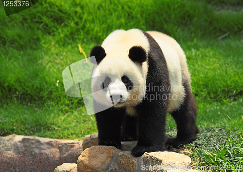 Image of panda