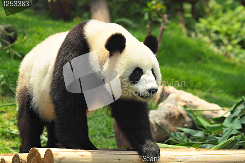 Image of panda