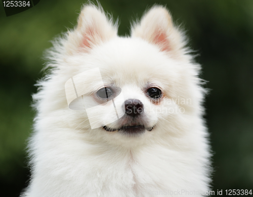 Image of adorable white pomeranian