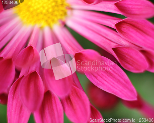 Image of pink flower close up