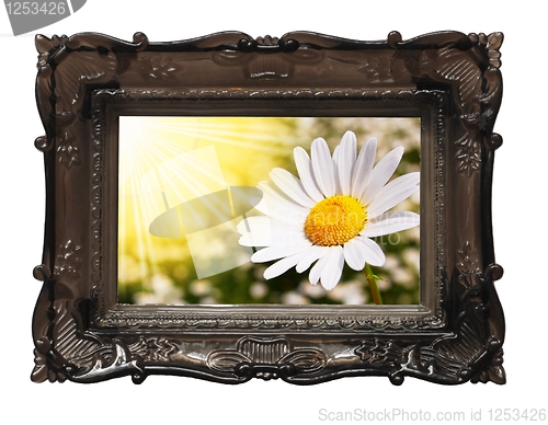 Image of summer flowers
