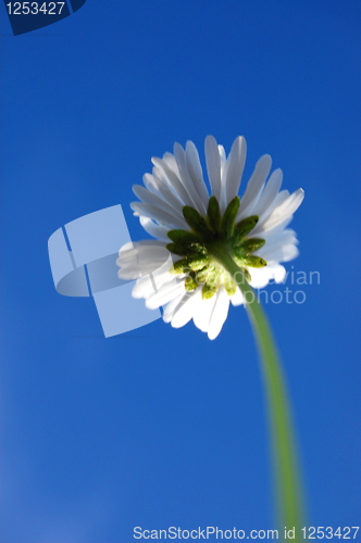 Image of daisy under blue sky