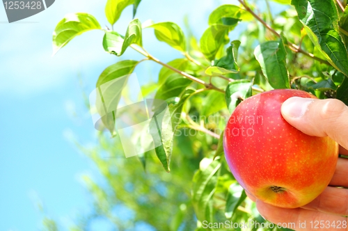 Image of apple on tree