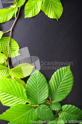 Image of leaves and copyspace