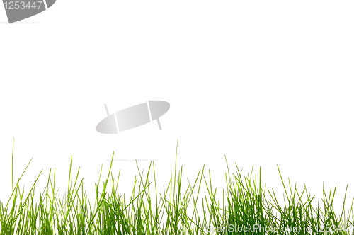 Image of grass