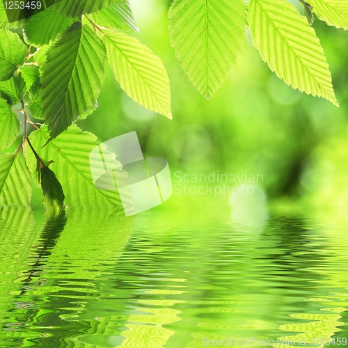 Image of green leave and water