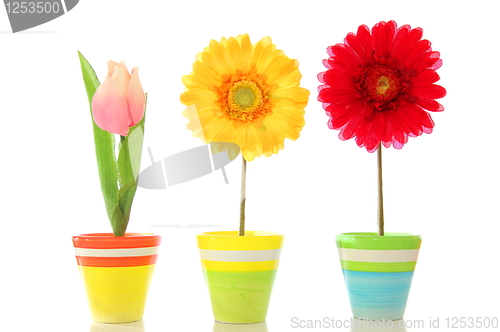 Image of happy flowers