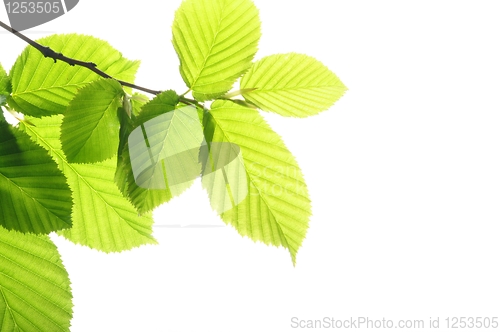 Image of leaf isolated