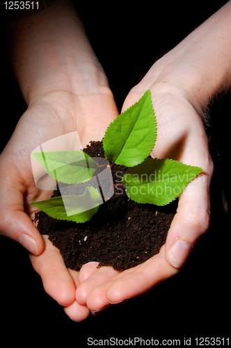 Image of hands soil and plant showing growth