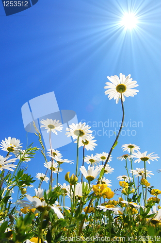 Image of daisy flower in summer