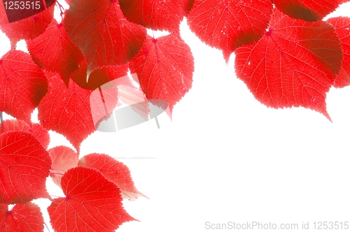 Image of red fall leaves