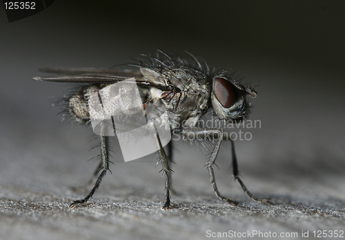 Image of Fly