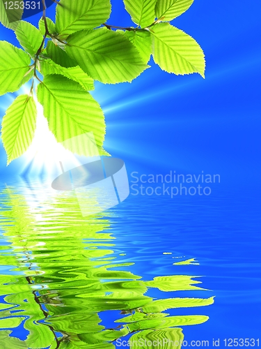 Image of green leave and water