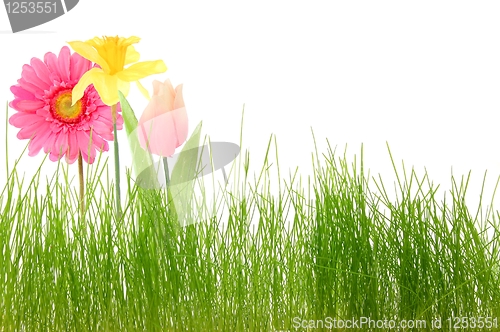 Image of flower