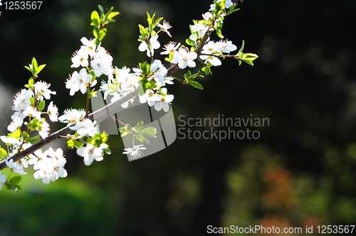 Image of green spring leaves