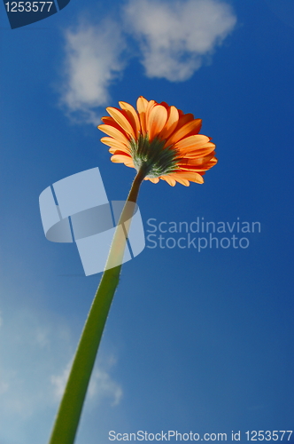 Image of Gerbera daisy